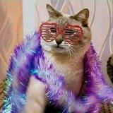 Мой канал с котами