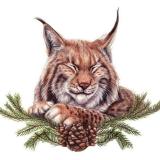 BobCat TB